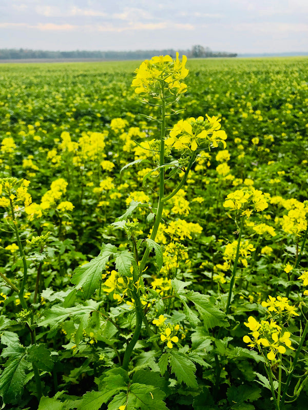 yellow clustered petaled flowers filed