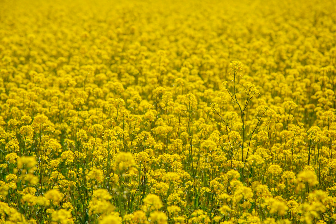 yellow petaled flower field