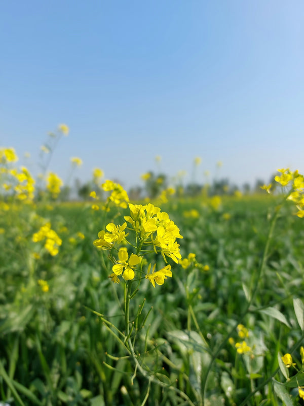 a field full of yellow flowers under a blue sky