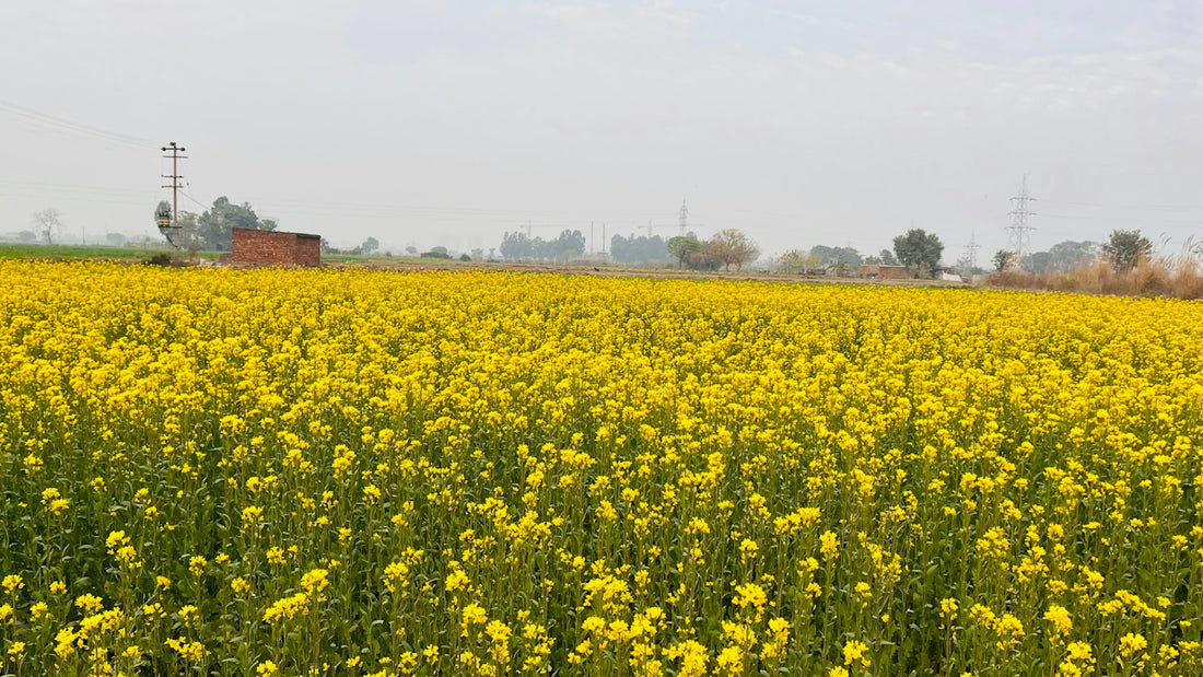 a field of yellow flowers with Midewin National Tallgrass Prairie in the background