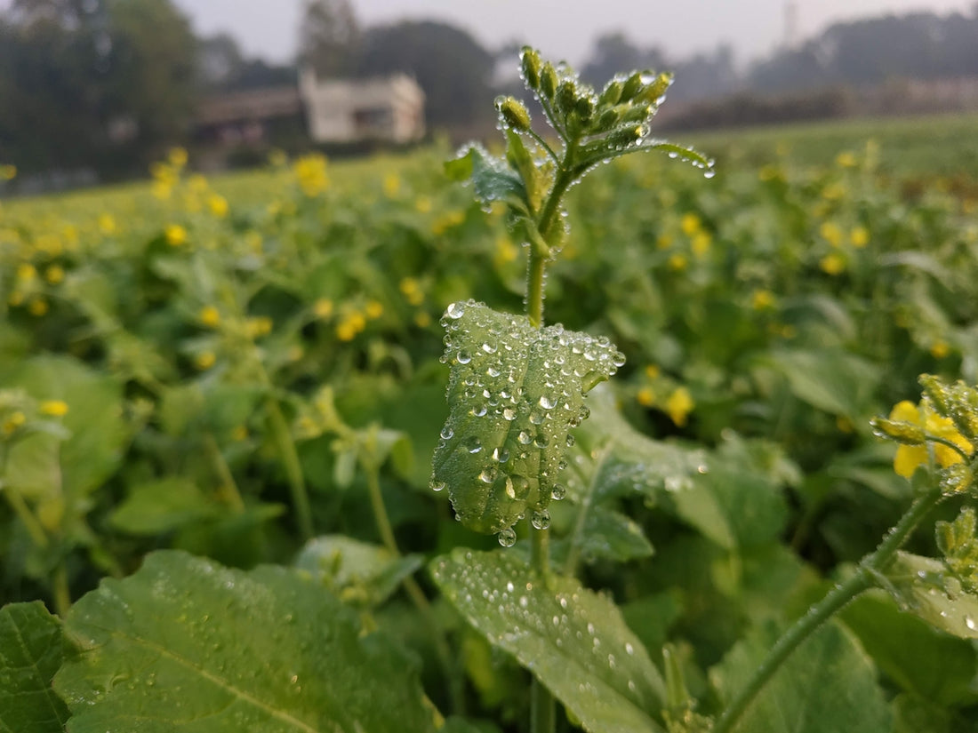 a close-up of a plant
