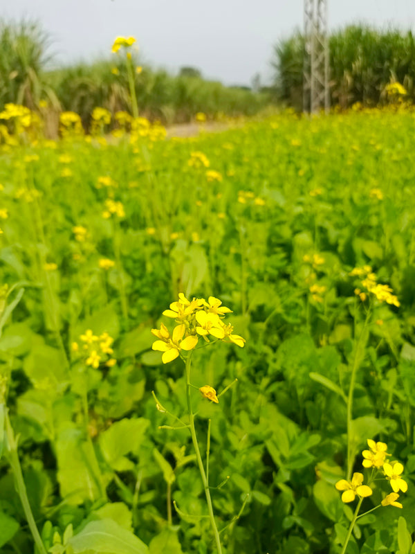 a field full of yellow flowers next to a forest