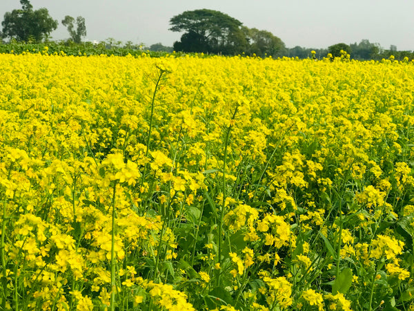 a field of yellow flowers with trees in the background