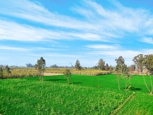 a green field with trees and a blue sky