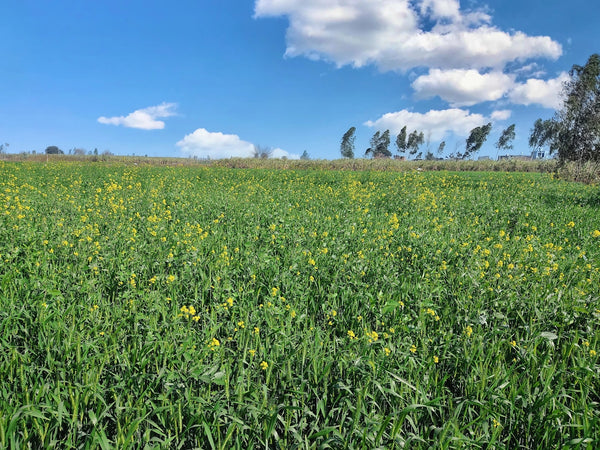 a field full of yellow flowers under a blue sky