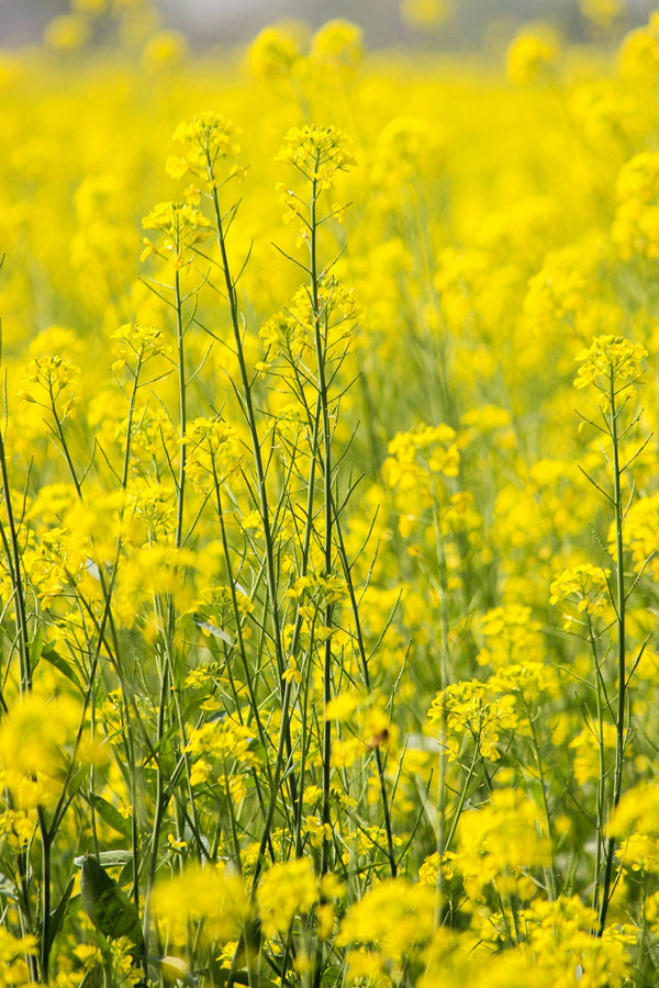 Vibrant yellow mustard flowers blooming in a sunny field